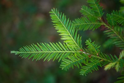 Sequoia sempervirens - sekvoje vždyzelená - jehlice